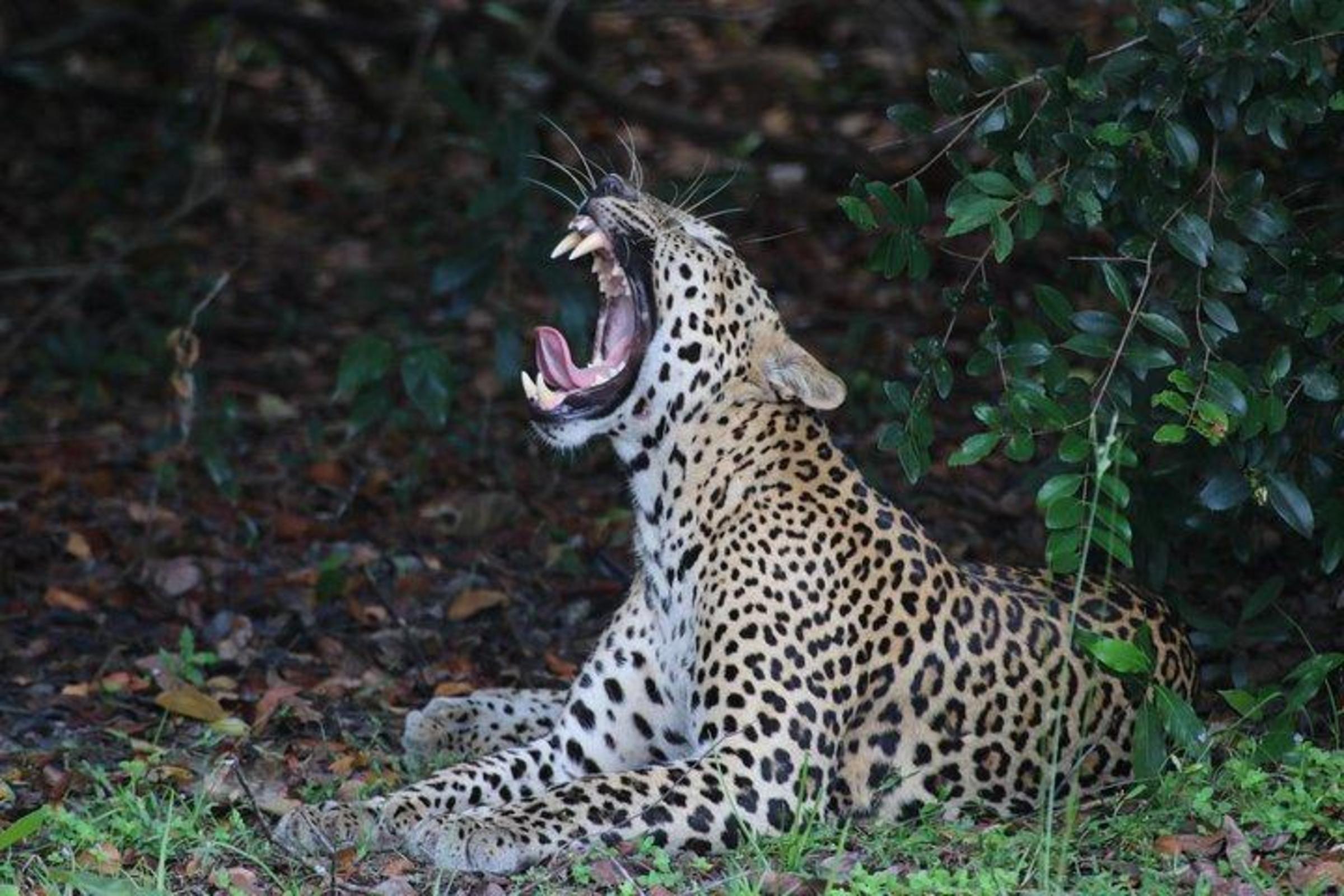 Wildlife Tour Package